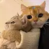 Tomkittycat5271 - @lucia5271 - TikTok