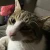 TommyWommyOnKnee - @tommywommyonknee - TikTok