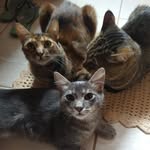 TOM 🐈 / LALÁ 😻 / MIMGAÜ 😼 - @petsmorays - Instagram