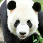 Tom Leong - @kungfupandaaaaa - Instagram