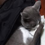 ねこ - @tomletom9 - Instagram