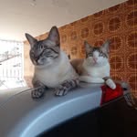 Tom & Layon 😸 - @tom_lion_pets - Instagram