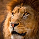 Tom Lion - @djoudi_abott - Instagram