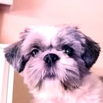 TomLion - @tomlion556 - Instagram