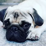 Tom Lopes 🐶💙 - @tomlopes_ - Instagram
