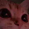Tom Loughlin - @tom.loughlin - TikTok