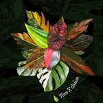 Tom Z Caban - @tom_luxeleaf - Instagram