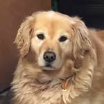 Tom Maddox - @bailey_the_big_fluff - Instagram