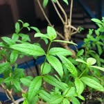 Tom Maddox - @cartercreekgreens - Instagram