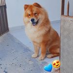 Tom marley e teodora chow🦁 - @tom_chow_e_familiachow - Instagram