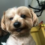 Tom Maroney - @dockino9 - Instagram