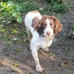 tom Marston the springer - @oddthomasthespringerspaniel24 - Instagram