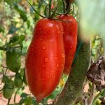 San Marzano Finca Las Yeguas - @tomatesanmarzano - Instagram