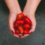 Tomates San Marzano - @tomatessanmarzano - Instagram