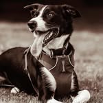 Tom Maxwell - @tom_maxwellnz - Instagram