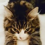 Tom Mcclelland - @tom.mcclelland57 - Instagram