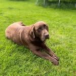 Tomas Mcenery - @mcenerytomas - Instagram