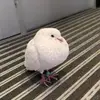 Tom McFadden - @tom.mcfadden2 - TikTok