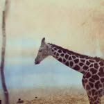 Tom McGoldrick - @very_tomish - Instagram
