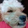 MAX BONITO - @tommymontejo5 - TikTok