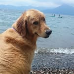 chacha－dog     茶々 - @tom_moon_chacha - Instagram