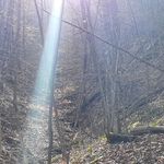 Tom Murry - @wv_hollerbear - Instagram