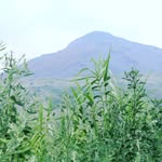 tom - @tomnabert - Instagram