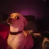 thomasmacpherson14 - @tom_neil - TikTok