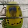 Zigi - Tomáš nemeth - Tixtok - @tomas.nemeth.zigitom - TikTok