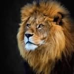 Tom Nicolas - @ahmedhendawi920 - Instagram