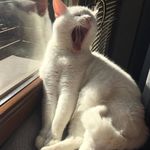 Tom Nowak - @nowaktom99 - Instagram