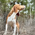 Tom O'Connor - @riverbottombeagles - Instagram