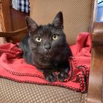 @major_tom_panther - Instagram