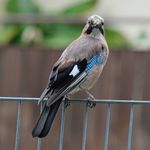 @tom_panther - Instagram