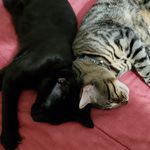 Tom&Panther - @tom_and_panther - Instagram