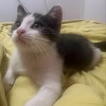 Tom 🐱 - @tom_para_siempre - Instagram