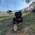 Tom Pastor Aleman - @tom.p.a - Instagram