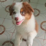 tomshake 🐶 pastor Americano MCZ - @tomshake.pastor.americano.mcz - Instagram