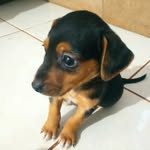tom pastorel🐶 - @tompastorelcahorinho - Instagram