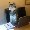 Tom Peet - @please_uninstal - TikTok