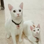 Oliver aka Tompel. Cookie aka Tonyeng - @tompeltonyeng - Instagram