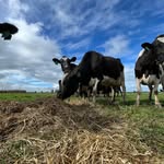 Tom Pepper - @dairyfarmertom - Instagram