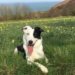 Tom Pepper - @tom.pepper.184 - Instagram