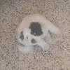 Tom_bebesito - @tom_perrito - TikTok