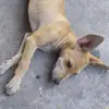 tomperri🐕🐕🐶 - @tomperri1 - TikTok