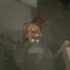 Cristian_Roblex vlogs - @tom.perro.bailarin - TikTok