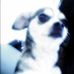 Tom el perro chiquito - Facebook