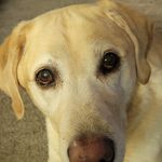 Tom Persinger - @tpersinger65 - Instagram