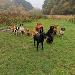 Tom 'Mario' Pickard - @thirklebymillsgundogs - Instagram