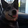 Tom Pickle - @tompickle0 - TikTok